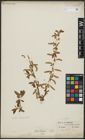 Foto von Salix alba L.